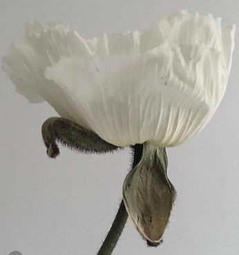 A cover of "March 2025" cluster. The owner is izabelacreatress. The cluster consists of 12 elements.