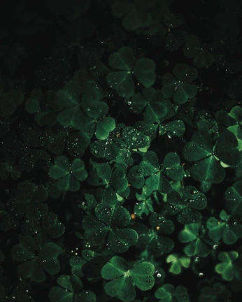 A cover of "Nature" cluster. The owner is annalilyarts. The cluster consists of 9 elements.