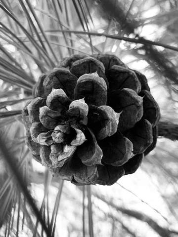 Cover of Black & white cluster