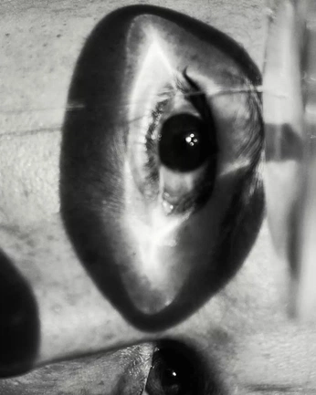 A cover of "black & white" cluster. The owner is agu444fiestas. The cluster consists of 4 elements.