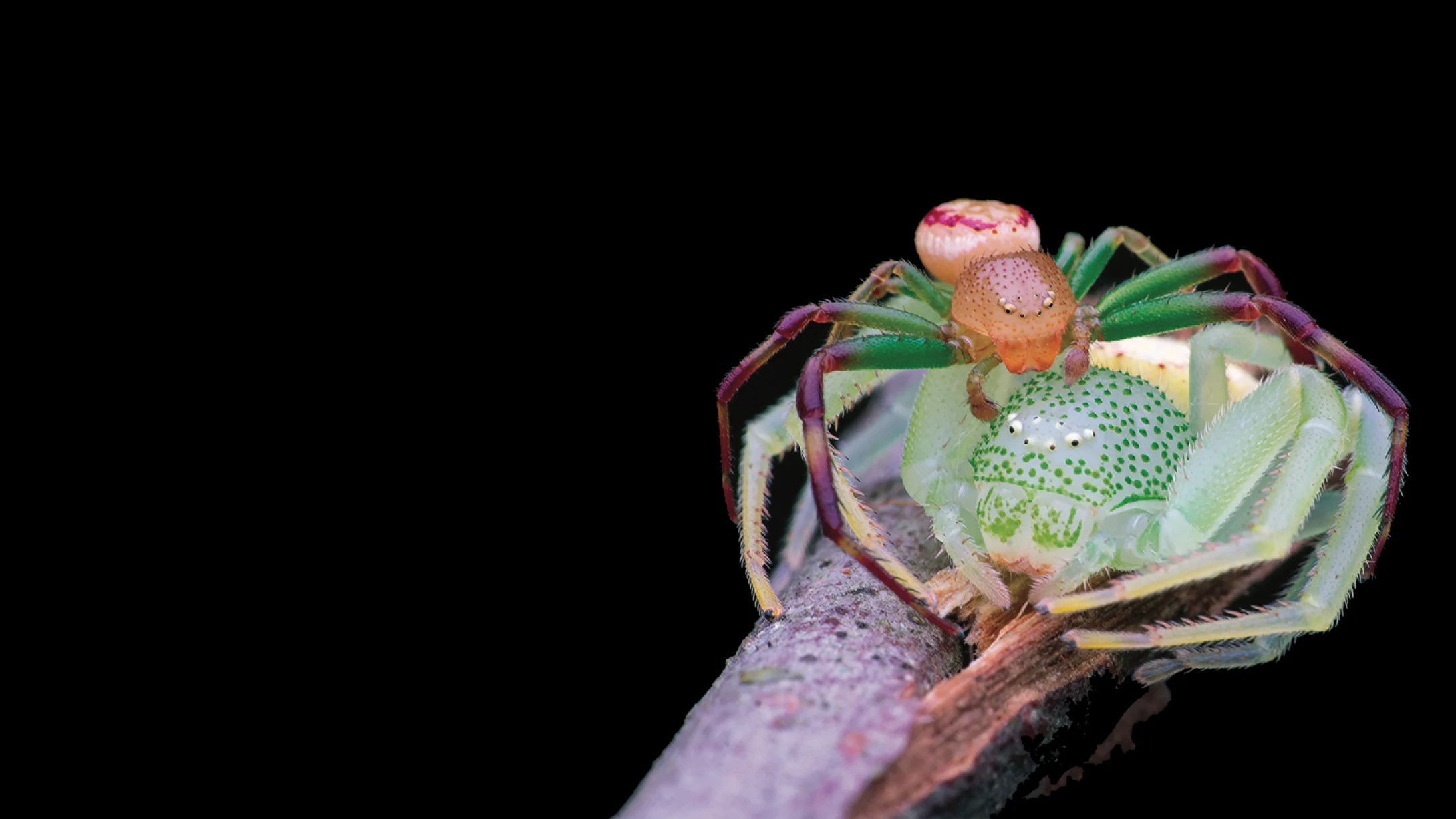 An image added by fiatlux on Jan 02, 2026. May present: spider close up, spider, crab spiders, misumena vatia, insects.