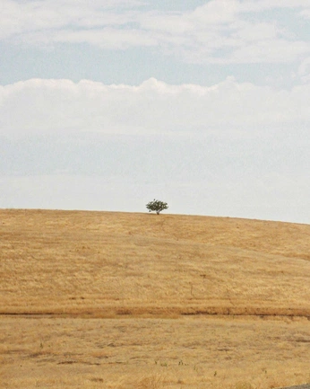 A cover of "savana" cluster. The owner is pinkmango. The cluster consists of 11 elements.