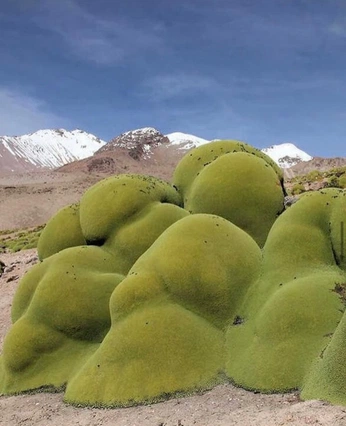 A cover of "ААРРРР" cluster. The owner is oramai. The cluster consists of 43 elements.