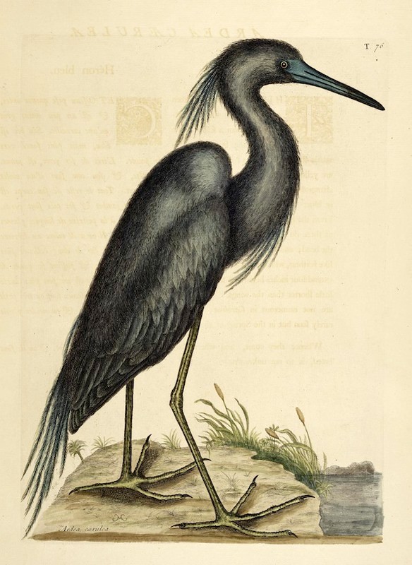 An image added by cosmos on Jul 10, 2024. May present: herons, little blue heron, great blue heron, snowy egret, birds.