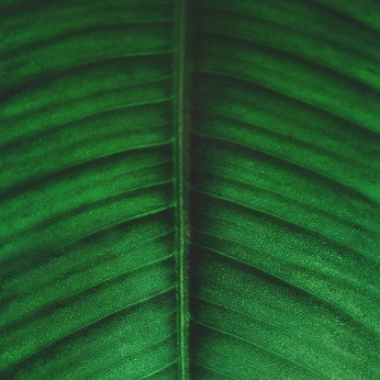 A cover of "Foresty Green" cluster. The owner is sallyrooneyslut. The cluster consists of 24 elements.