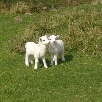 A cover of "A Quiet Little Life" cluster. The owner is olivia.sjoholm. The cluster consists of 91 elements.