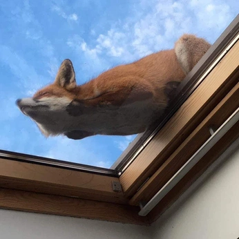 A cover of "Fox" cluster. The owner is benjamina. The cluster consists of 19 elements.