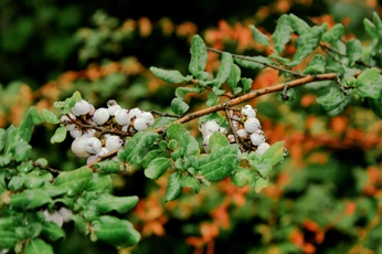 A cover of "Camera" cluster. The owner is martinarecabal. The cluster consists of 3 elements.