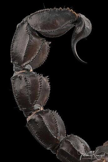 A cover of "Scorpion" cluster. The owner is gingerbeer157. The cluster consists of 2 elements.