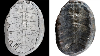 A cover of "science" cluster. The owner is dicebourbon. The cluster consists of 2 elements.