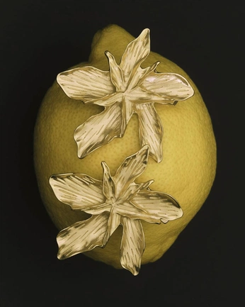 A cover of "CITRUS" cluster. The owner is davidcanedor. The cluster consists of 14 elements.