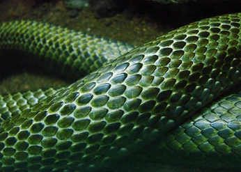 A cover of "snakes mood" cluster. The owner is lifeisechoing. The cluster consists of 20 elements.