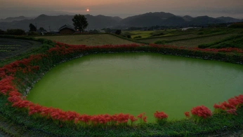 A cover of "Green" cluster. The owner is wfbrennan. The cluster consists of 75 elements.