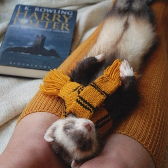 A cover of "Hufflepuff" cluster. The owner is hee2ro. The cluster consists of 7 elements.