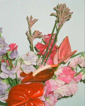 A cover of "GARDEN VIBES" cluster. The owner is jillhub. The cluster consists of 3 elements.