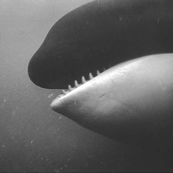 A cover of "ORCA" cluster. The owner is kevinzaouali. The cluster consists of 10 elements.