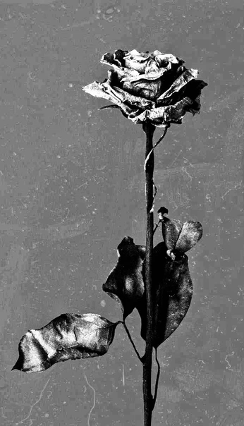 A cover of "Photo" cluster. The owner is jackduarte. The cluster consists of 13 elements.