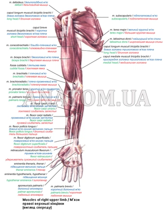 A cover of "Анатомія" cluster. The owner is totatori. The cluster consists of 2 elements.