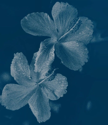 A cover of "Cyanotype" cluster. The owner is av80723. The cluster consists of 22 elements.