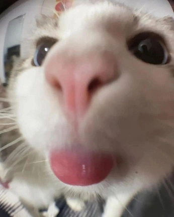 A cover of "CATS" cluster. The owner is h.adinesasso. The cluster consists of 2 elements.