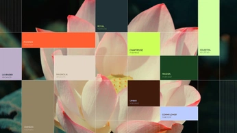 A cover of "Collor palettes" cluster. The owner is cristinahuc. The cluster consists of 1 element.