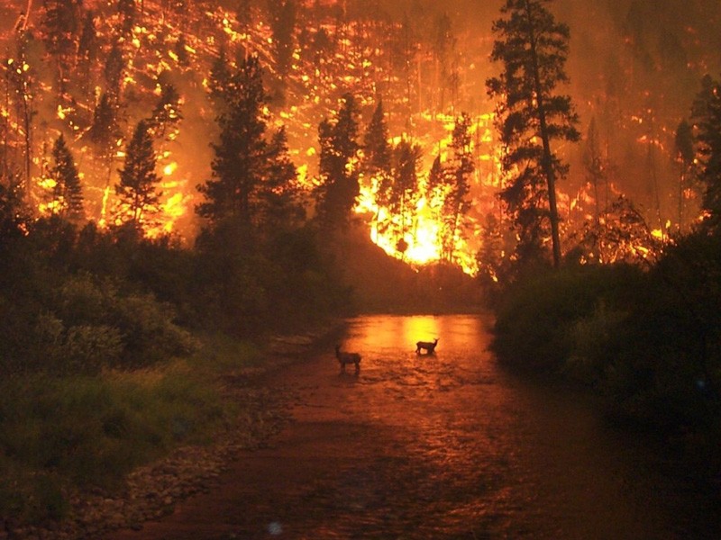 Elk Bath by John McColgan captures two elk seeking refuge in a river during a 2000 Montana wildfire.