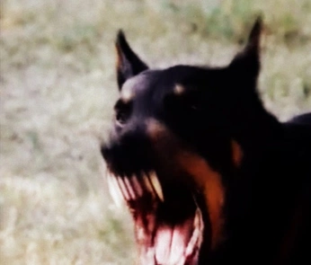 A cover of "Music" cluster. The owner is romanebrg. The cluster consists of 5 elements.