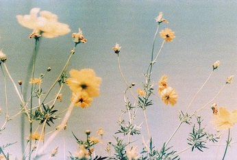 A cover of "Plants" cluster. The owner is ryanbelk. The cluster consists of 68 elements.