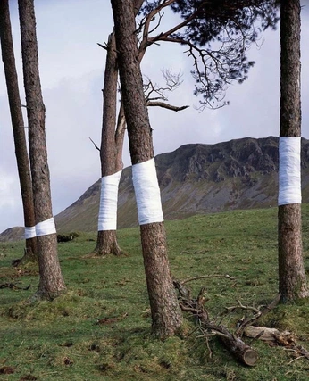 A cover of "A" cluster. The owner is diyara. The cluster consists of 12 elements.