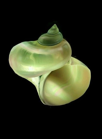 A cover of "apple watch" cluster. The owner is emma.rawr. The cluster consists of 24 elements.