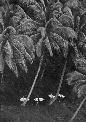 A cover of "ways of living" cluster. The owner is destiny. The cluster consists of 22 elements.