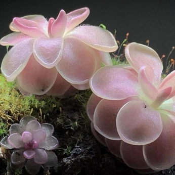 A cover of "Nanosaurus" cluster. The owner is spencerdwight. The cluster consists of 8 elements.