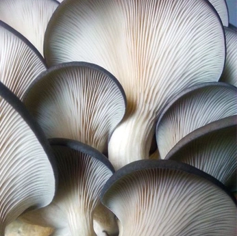 A cover of "Biosphere" cluster. The owner is xerophile. The cluster description is "𐂂". The cluster consists of 91 elements.