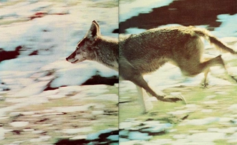 A cover of "ELT" cluster. The owner is rosest. The cluster consists of 21 elements.