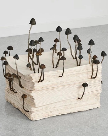 A cover of "mushrooms" cluster. The owner is snailmonster. The cluster consists of 14 elements.