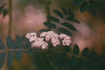 A cover of "NAtura" cluster. The owner is retep. The cluster consists of 17 elements.