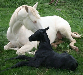 A cover of "black & white" cluster. The owner is deshna.10. The cluster consists of 9 elements.