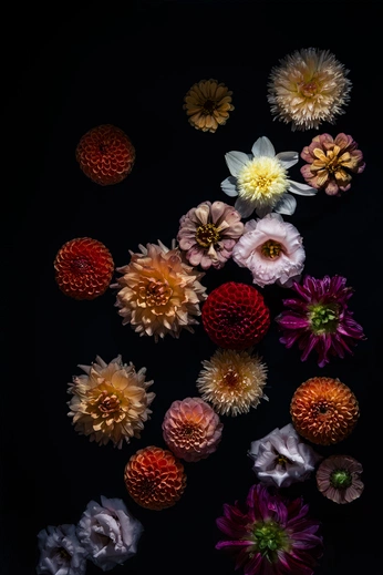 A cover of "florals" cluster. The owner is noxisuppose. The cluster consists of 11 elements.