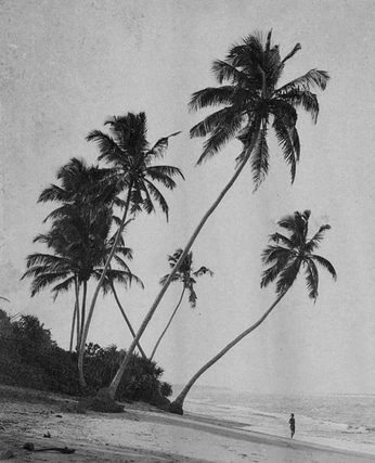 A cover of "West Indies" cluster. The owner is victoriabain. The cluster consists of 19 elements.