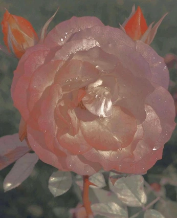 A cover of "Flower" cluster. The owner is lekaj. The cluster consists of 1 element.