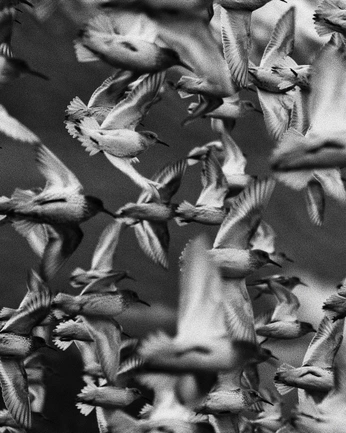 A cover of "Lovecraftian" cluster. The owner is unluckyskulker. The cluster consists of 54 elements.