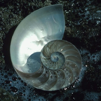 A cover of "Shells" cluster. The owner is cheekybear. The cluster consists of 12 elements.