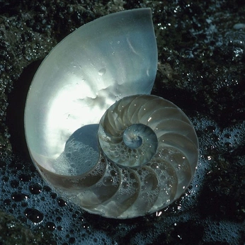 A cover of "spirale" cluster. The owner is blomali. The cluster consists of 5 elements.