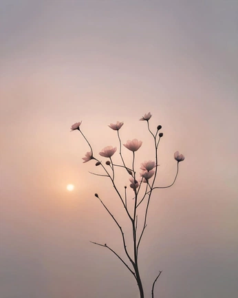 A cover of "Flowers" cluster. The owner is davidcruz. The cluster consists of 5 elements.