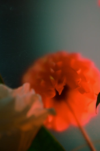 A cover of "Flores🌷" cluster. The owner is anafestini. The cluster consists of 24 elements.