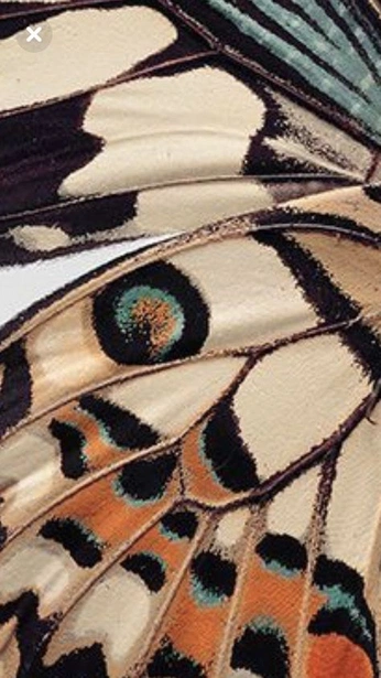 A cover of "Texture" cluster. The owner is zanmeee. The cluster consists of 4 elements.