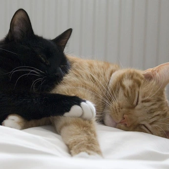 A cover of "SW: Femlux/Fem Kylux" cluster. The owner is akwardtractor. The cluster consists of 37 elements.