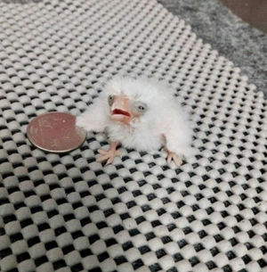 Fabian Starboard avatar