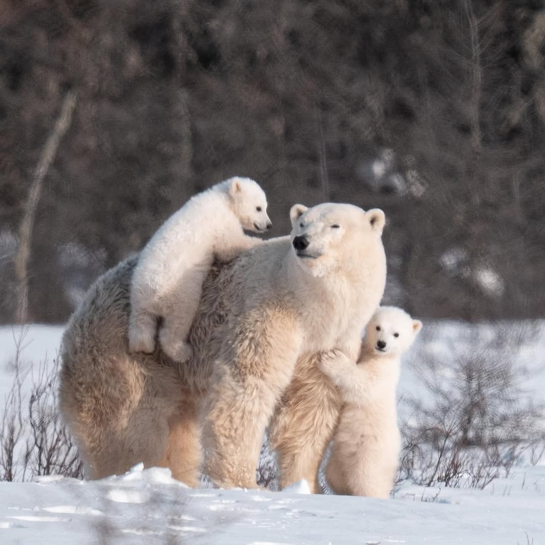 An Instagram  post added by annie on Mar 29, 2025. The author is @polarbear_instapage. May present: polar bear, bears, brown bear.