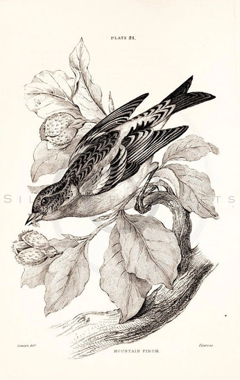 A cover of "Under the Skin" cluster. The owner is lamentinglaika. The cluster consists of 9 elements.